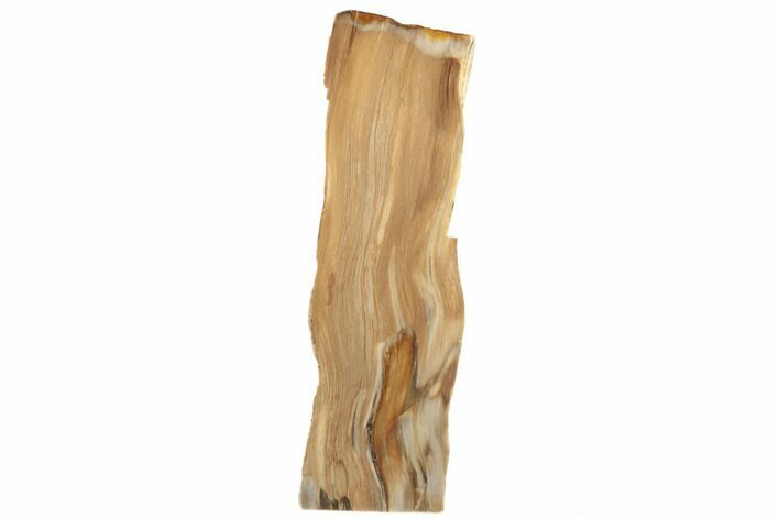 Tall, Polished Petrified Wood Stand Up (Rip-Cut) - Texas #193640